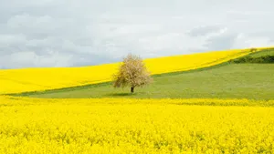 高清油菜花风景图片大图_7