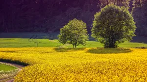 高清油菜花风景图片大图_8