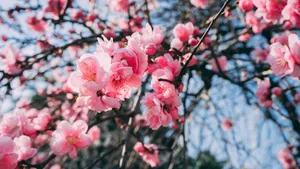 盛开的桃花图片大全_2