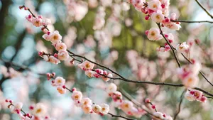 盛开的桃花图片大全_3