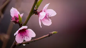 盛开的桃花图片大全_4