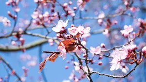 盛开的桃花图片大全_6