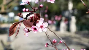 盛开的桃花图片大全_8