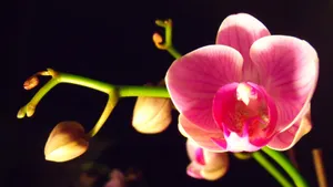 美丽的蝴蝶兰花图片_2