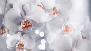 美丽的蝴蝶兰花图片_3