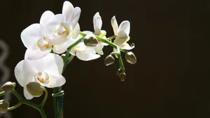 美丽的蝴蝶兰花图片_4