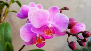 美丽的蝴蝶兰花图片_7