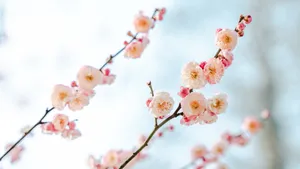 梅花高清大图图片_2