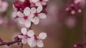 梅花高清大图图片_11