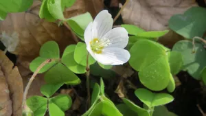 高清酢浆草图片大全_9