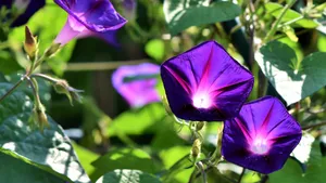 牵牛花图片大全