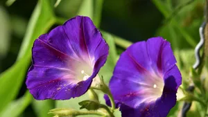 牵牛花图片大全_2