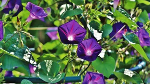 牵牛花图片大全_3