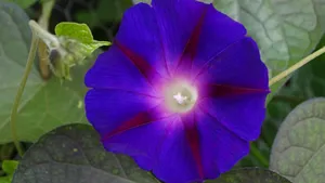 牵牛花图片大全_4