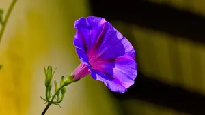牵牛花图片大全_5