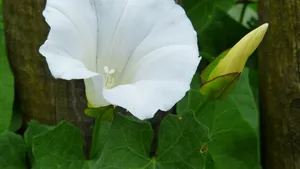 牵牛花图片大全_7