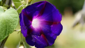 牵牛花图片大全_8