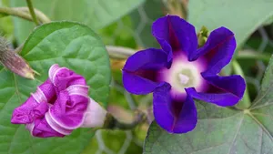 牵牛花图片大全_9