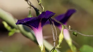 牵牛花图片大全_10