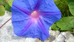 牵牛花图片大全_13