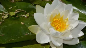 睡莲图片大全