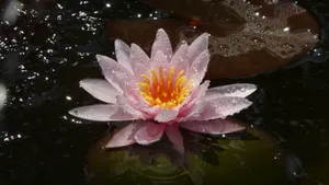 睡莲图片大全_6