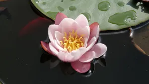 睡莲图片大全_8