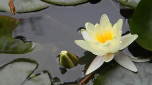 睡莲图片大全_10