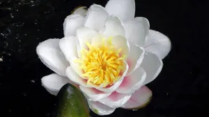 睡莲图片大全_11