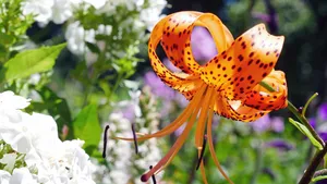 高清射干花图片_2