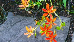 高清射干花图片_4