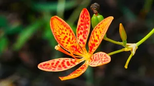 高清射干花图片_5