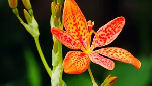 高清射干花图片_6