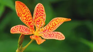 高清射干花图片_7