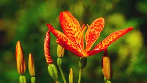 高清射干花图片_8