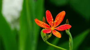 高清射干花图片_9