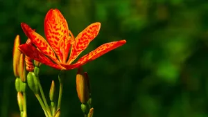 高清射干花图片_10