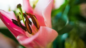 高清花蕊图片大图_4