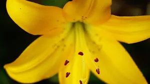 高清花蕊图片大图_6