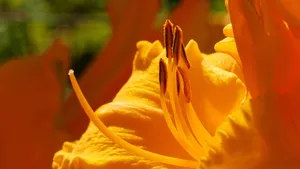 高清花蕊图片大图_11