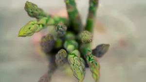 营养价值高的芦笋图片_8