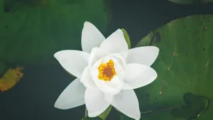 池塘里的睡莲图片大全