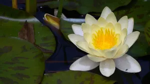 池塘里的睡莲图片大全_8