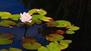池塘里的睡莲图片大全_9