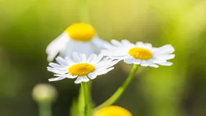 高清小雏菊图片壁纸