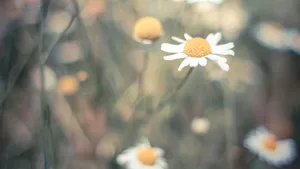 高清小雏菊图片壁纸_3