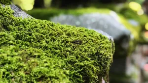 高清苔藓图片大全大图_2