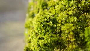 高清苔藓图片大全大图_4
