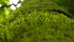 高清苔藓图片大全大图_6