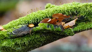 高清苔藓图片大全大图_7